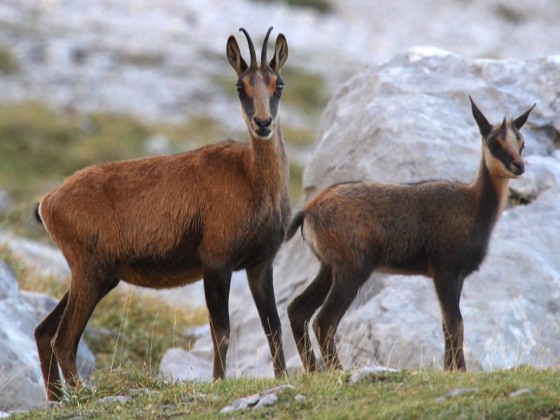 Chamois