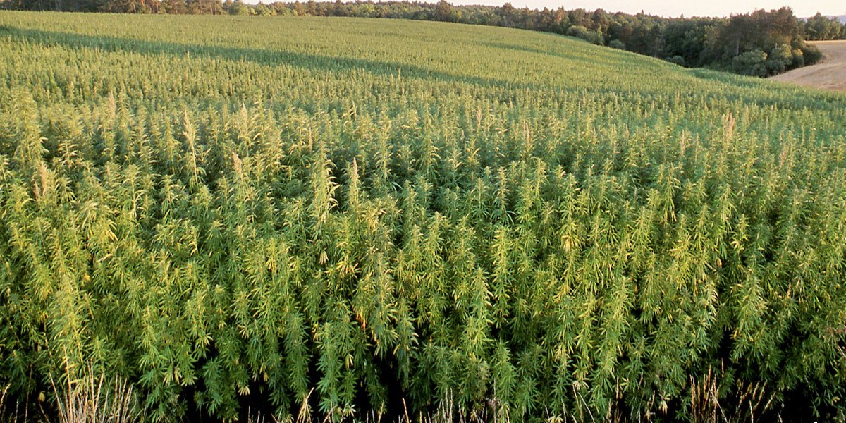 hemp field