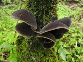 Champignon noir Hirneola polytricha