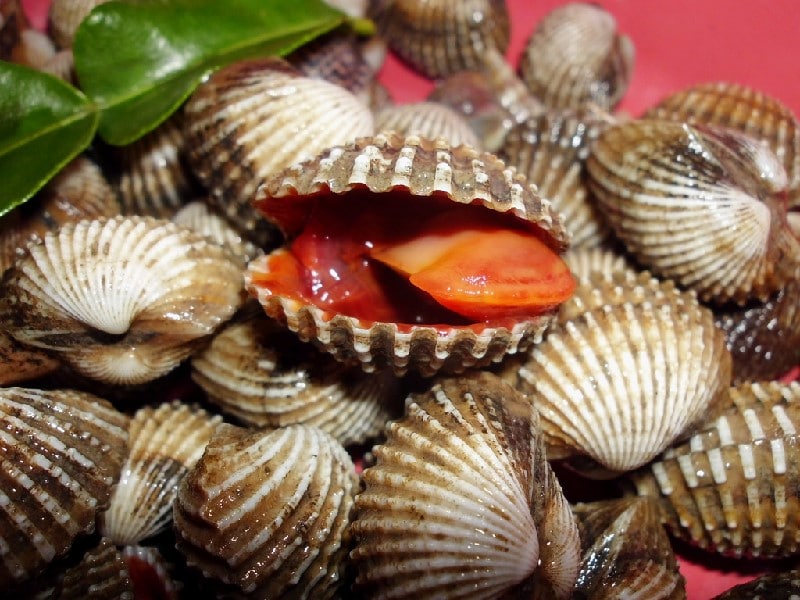 Indonesian cockles