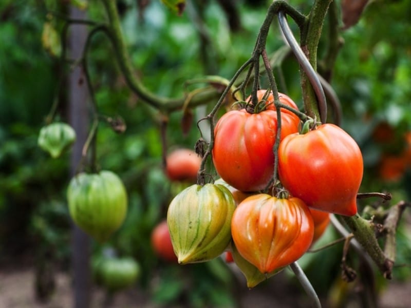 Tomate cœur de bœuf Tomate cœur de bœuf