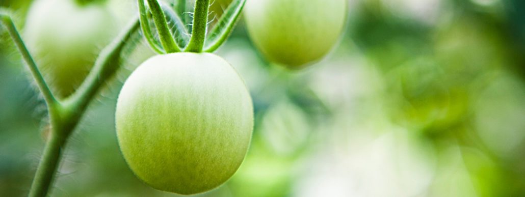 Tomates verdes