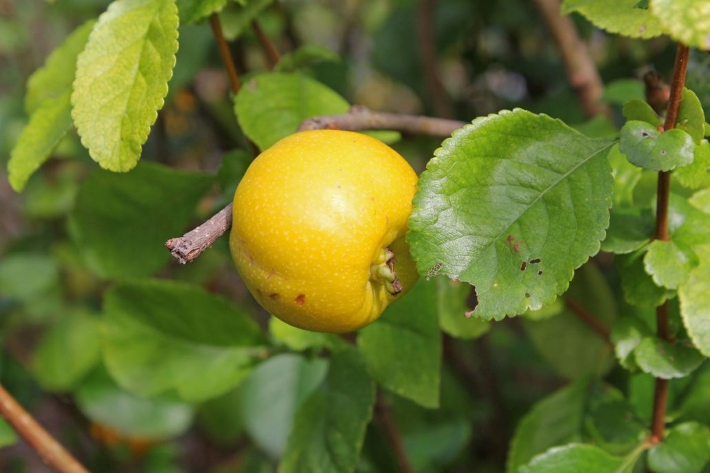 Japanese quince