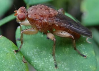 Mouche Suillia gigantea