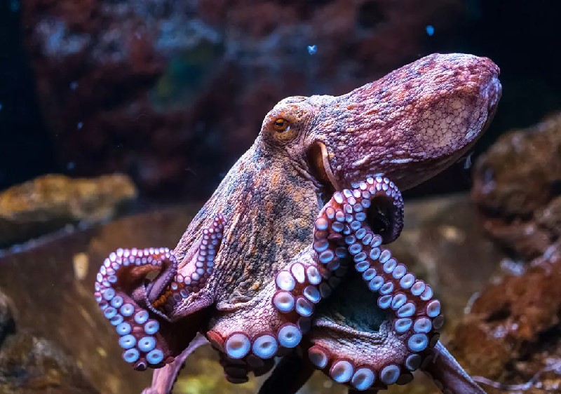 Oktopus