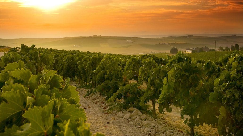 Jerez vineyard
