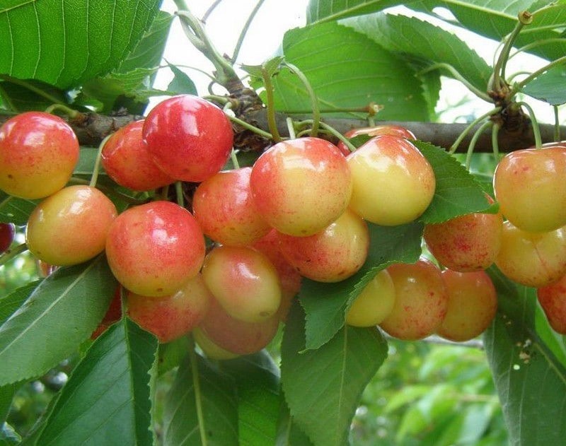 Cerises bigarreaux