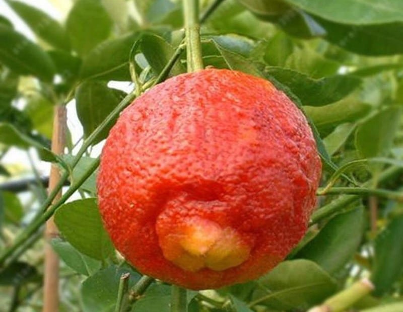 Red lemon