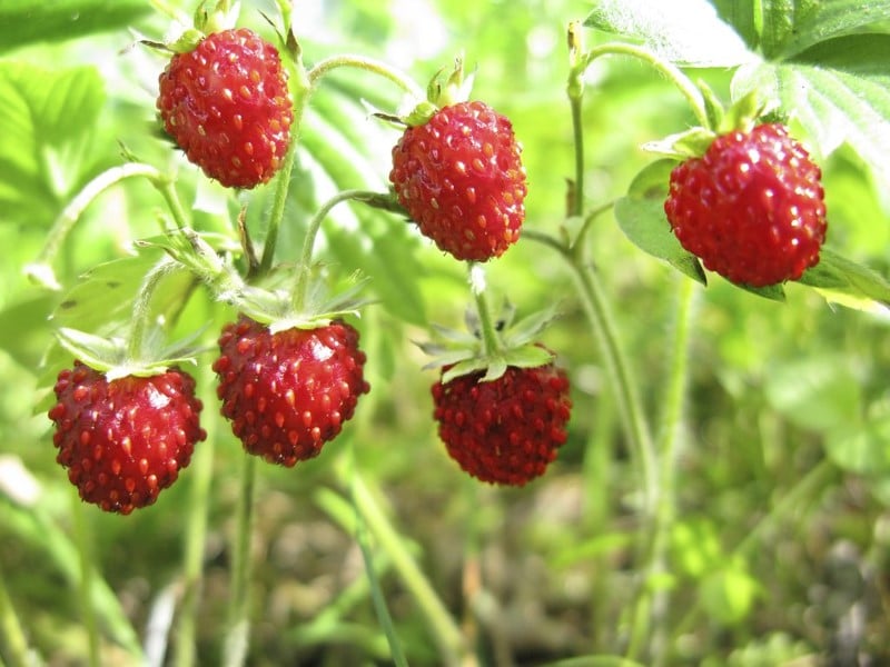 Mga ligaw na strawberry