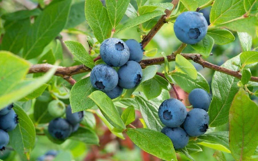 blueberries