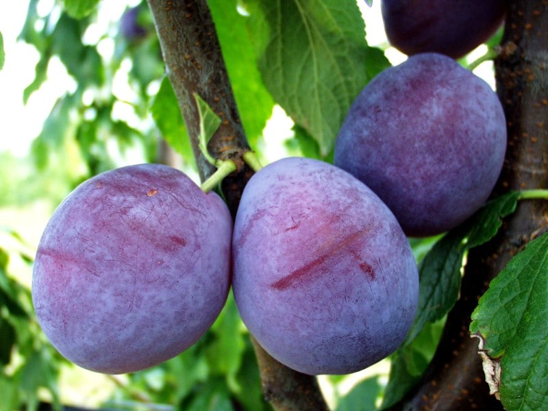 Plum