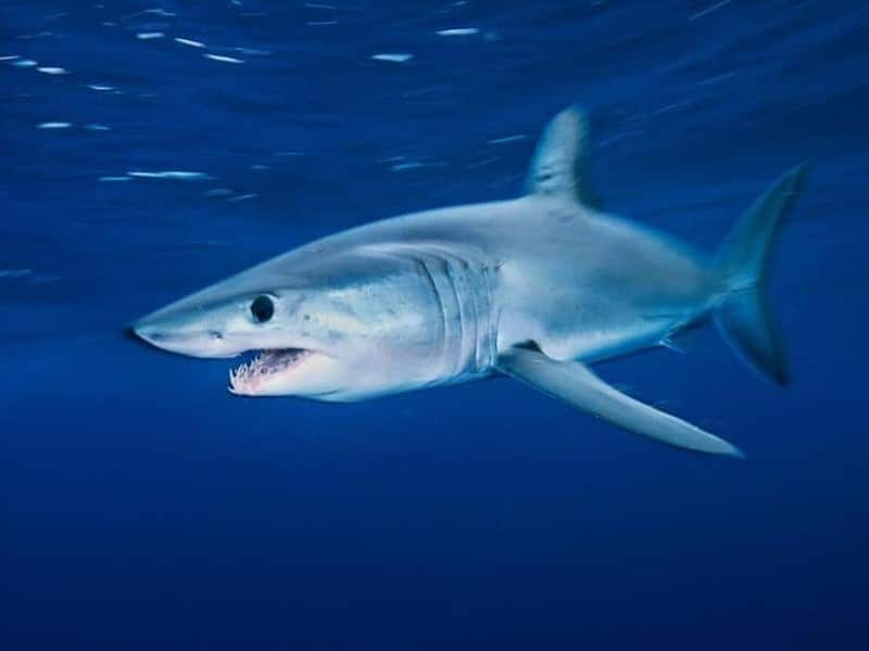 Porbeagle haai