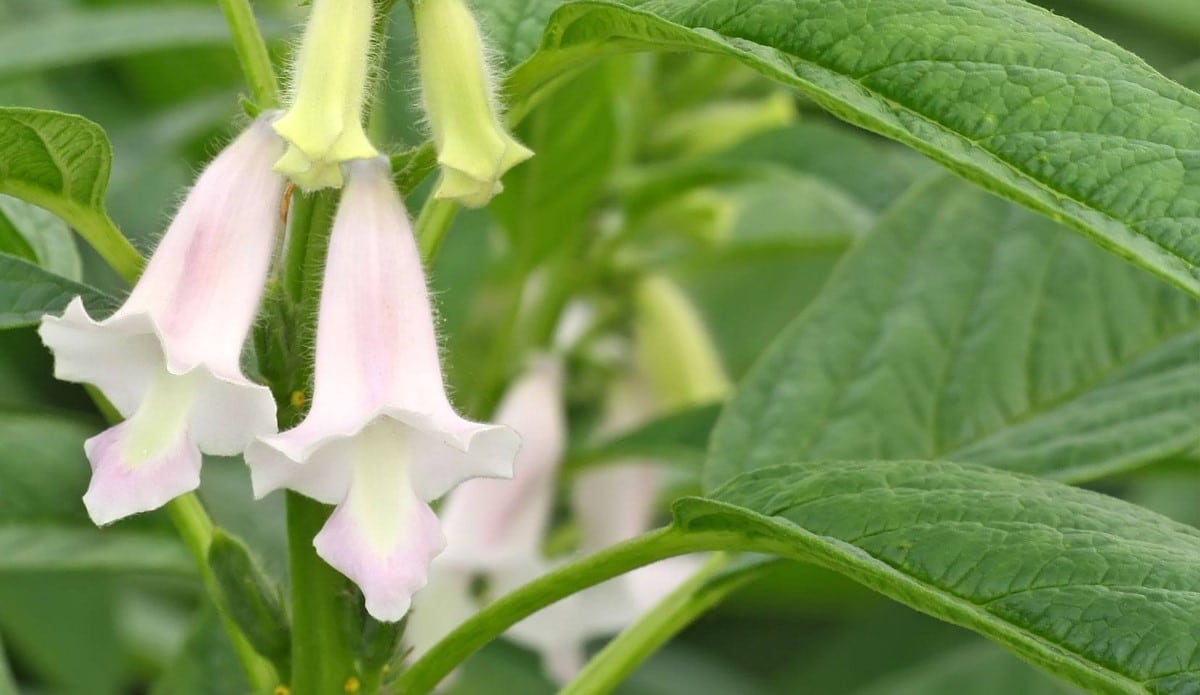 Sésame en fleurs