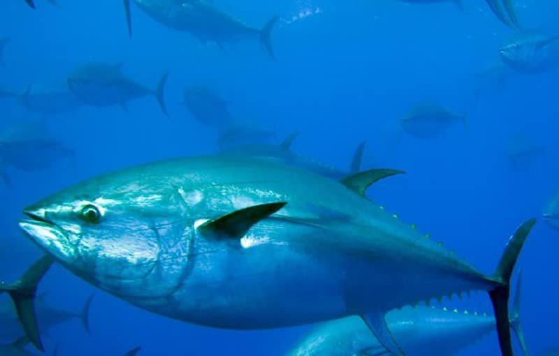 Rode tonijn