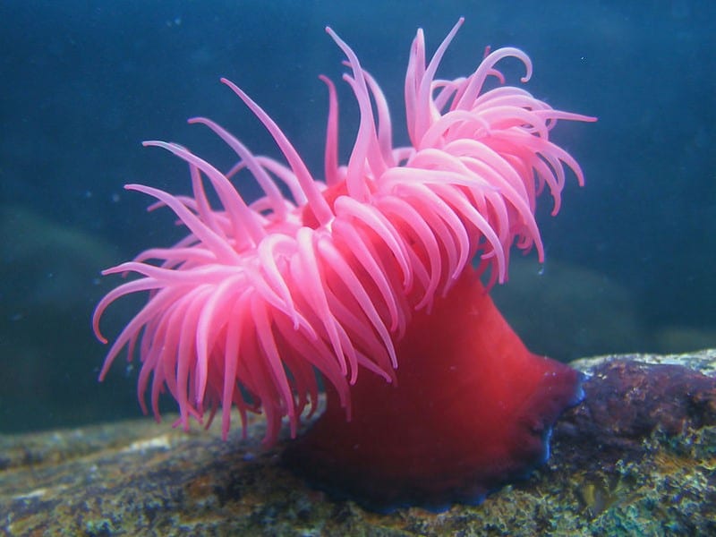 sea ​​anemone