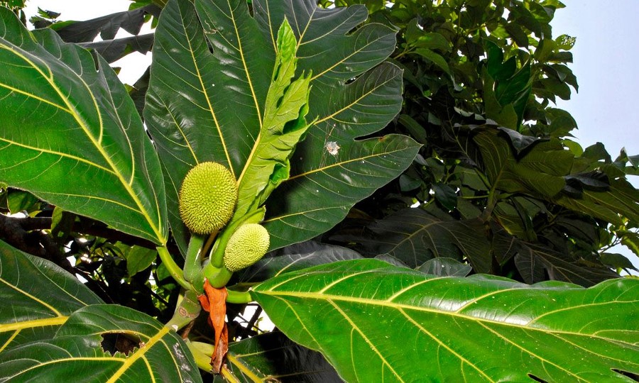 Arbre à pain