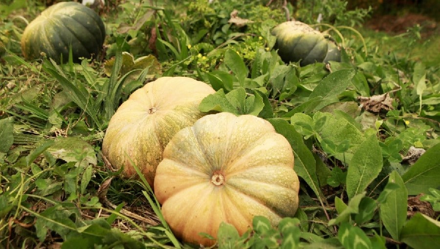 Courge musquée