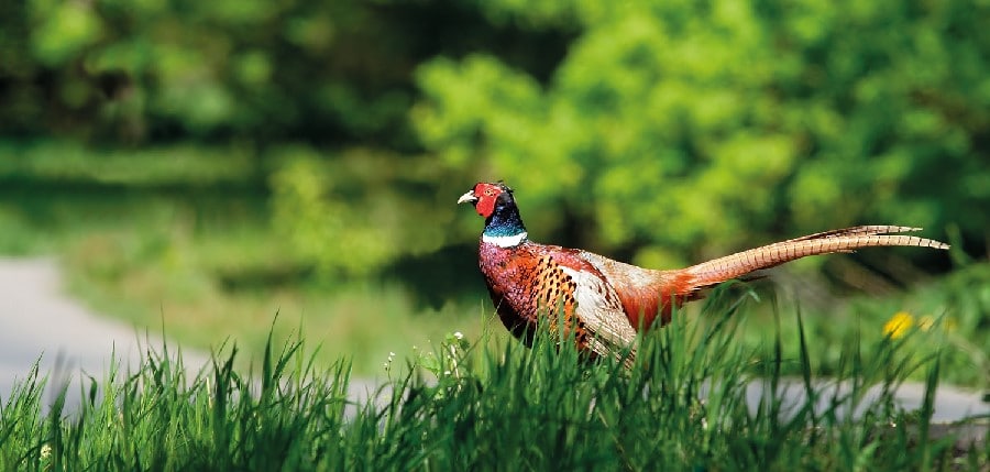 Pheasant