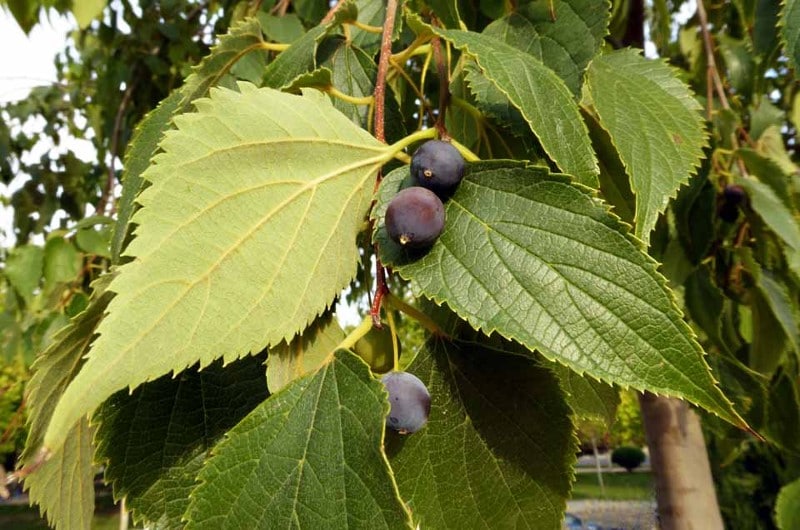 Hackberry gebladerte en vruchten