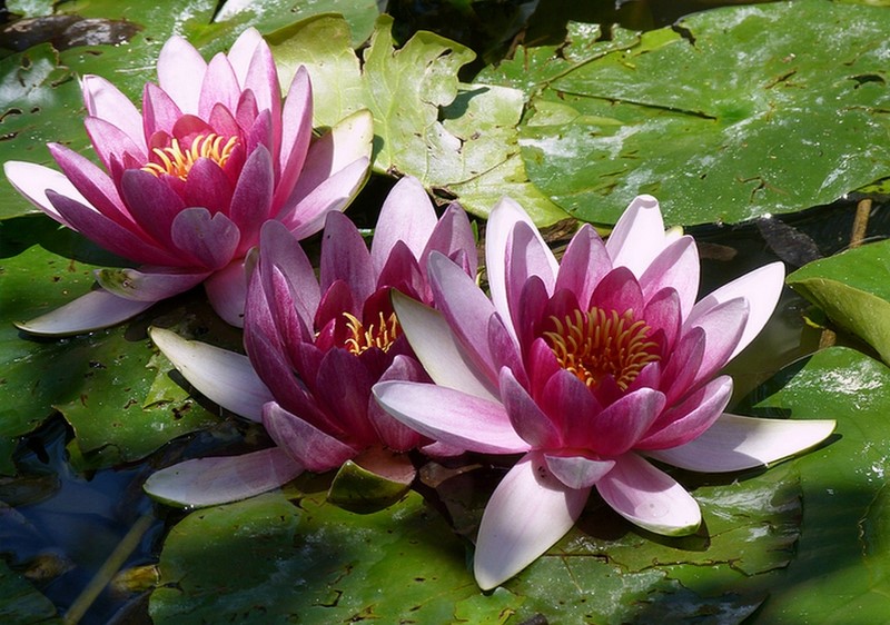 Fleurs de lotus