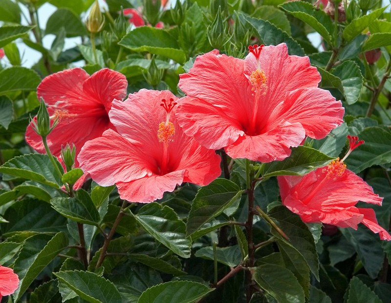 Hibiskus