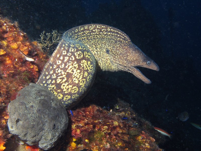 lươn moray