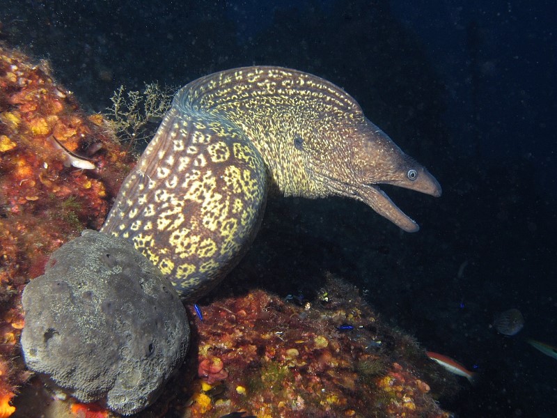 Murene Poisson