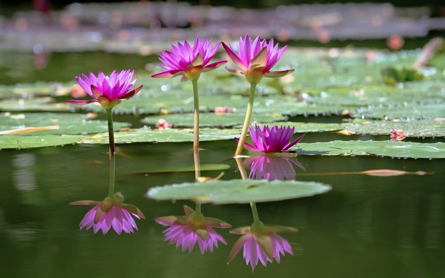 mga water lily