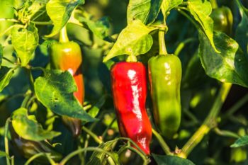 Piments