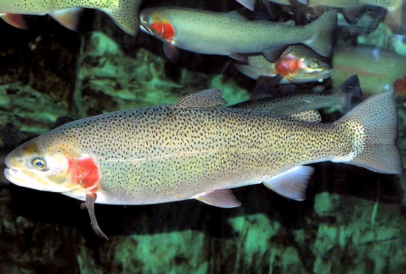 Rainbow trout