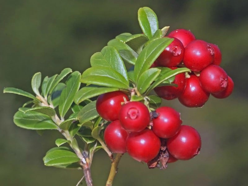 Lingonberries