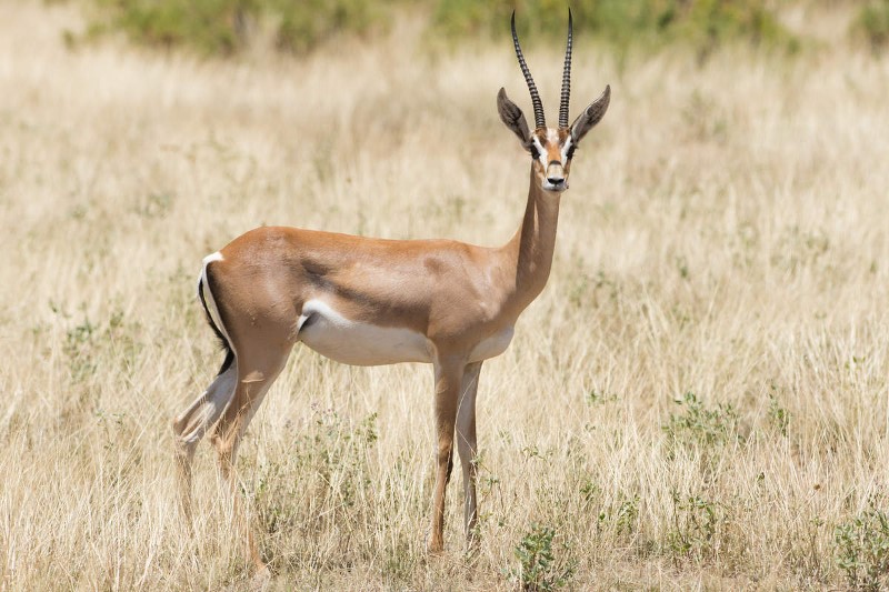 Antilope