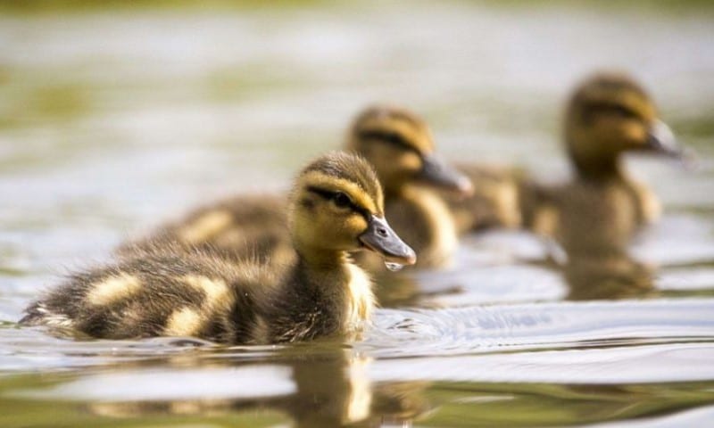 Mga duckling