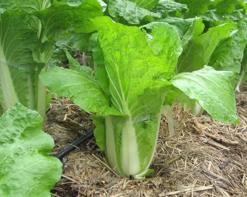 Chinese cabbage