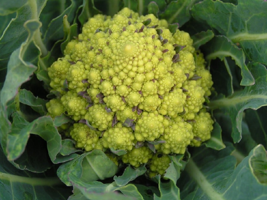 Romanesco cabbage