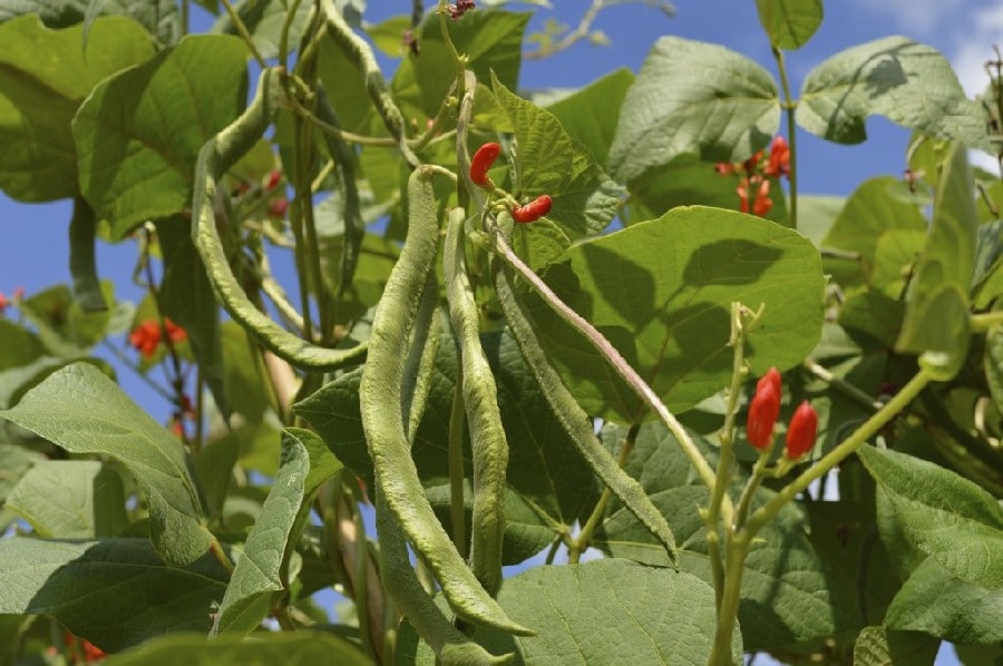 Haricots d’Espagne sur pied