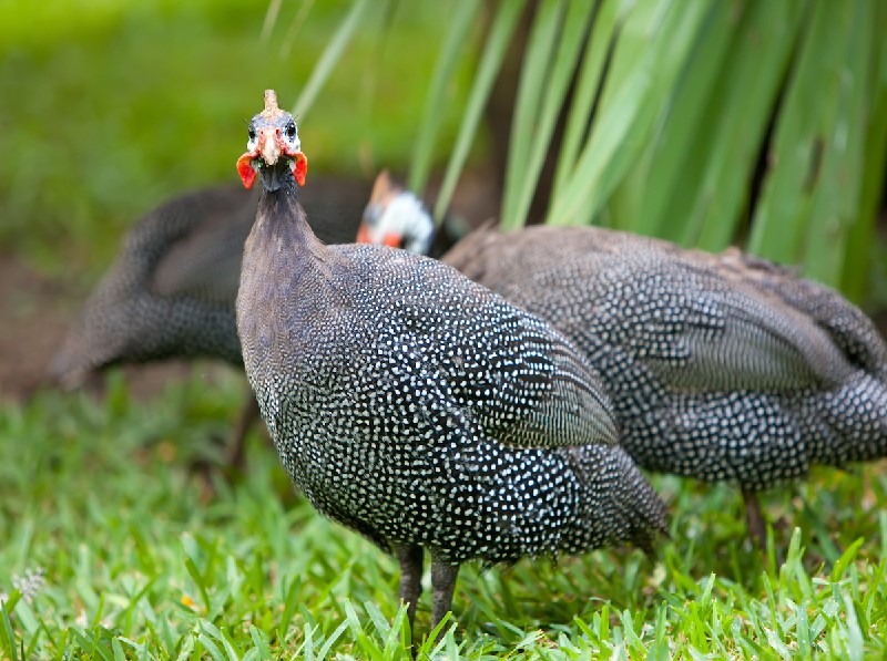 Guinea fowl