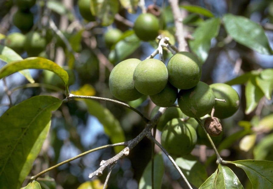 Sapote blanche Sapote blanche