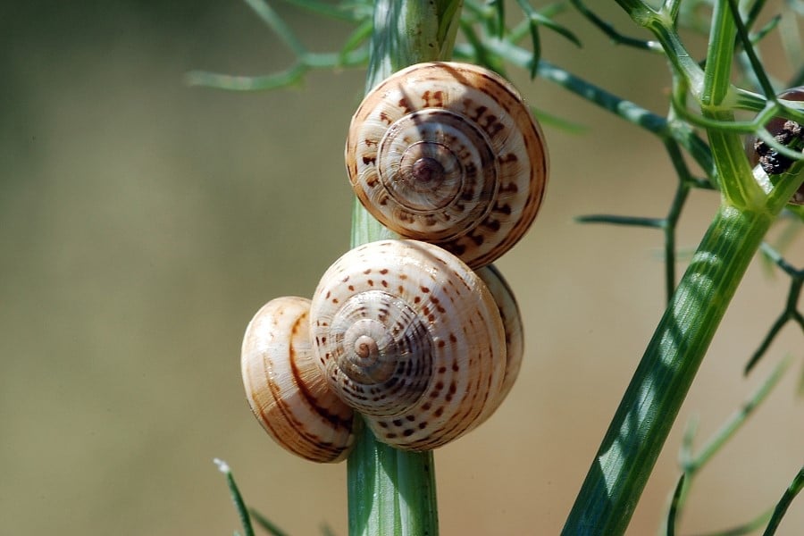 Escargot des dunes