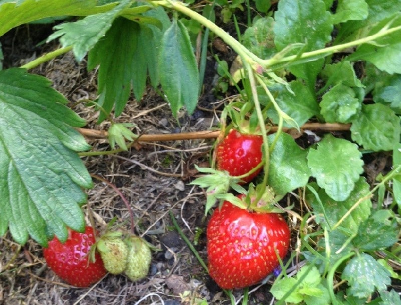Capron strawberries