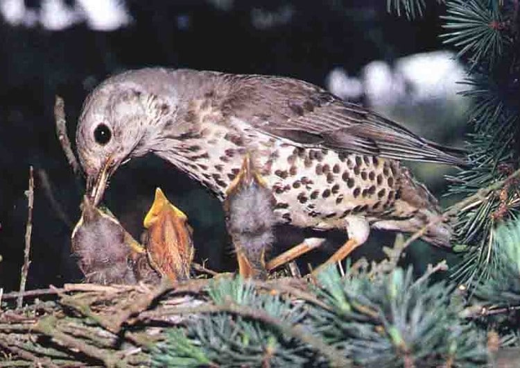 Grive et ses oisillons Grive et ses oisillons