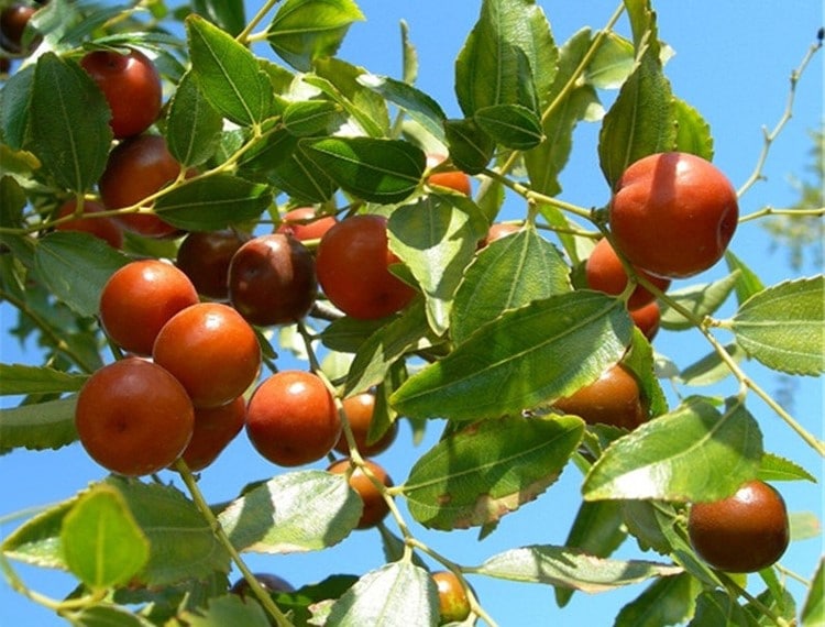 albero di giuggiole