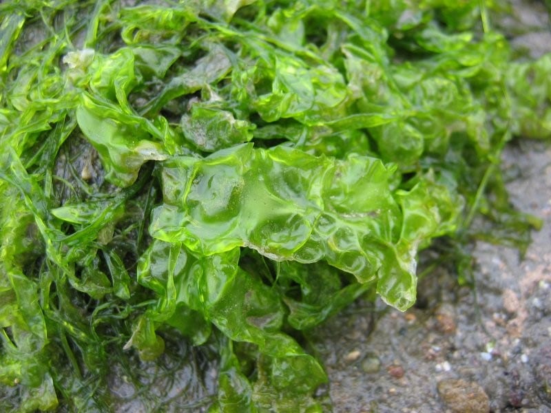 Laitue de mer Uva lactuca