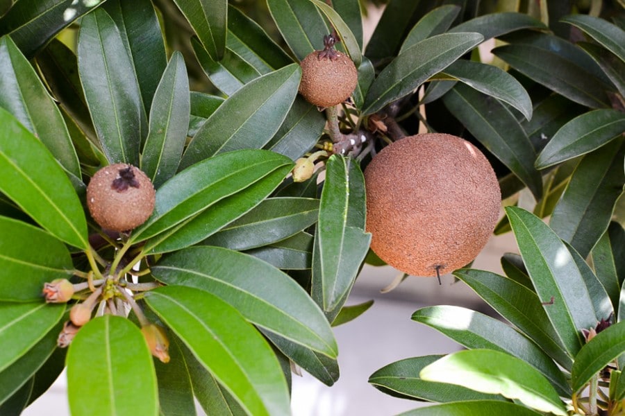 Sapodilla