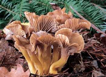 Chanterelles grises
