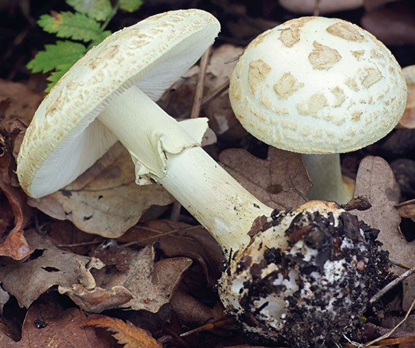 Paddestoelen hoedjes