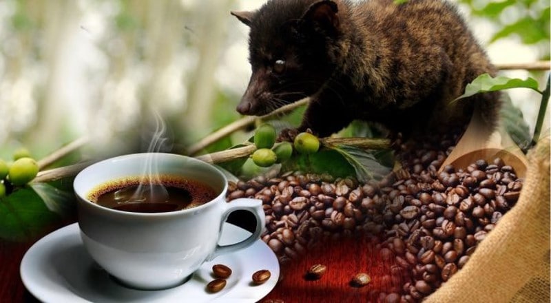 kopi luwak koffie