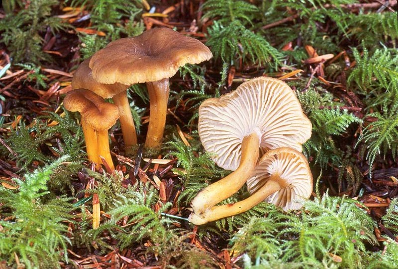 Gray chanterelle