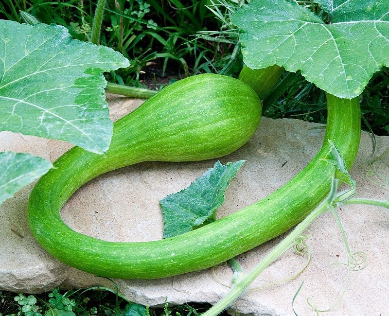 Courgette trompette Courgette trompette