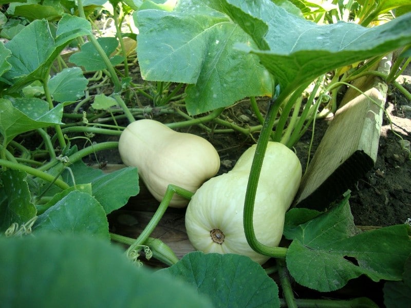 Doubeurre Cucurbita moschata